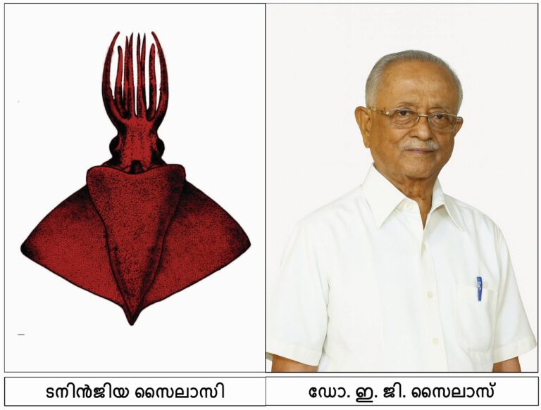 Taningia silasii (Indian octopus squid)