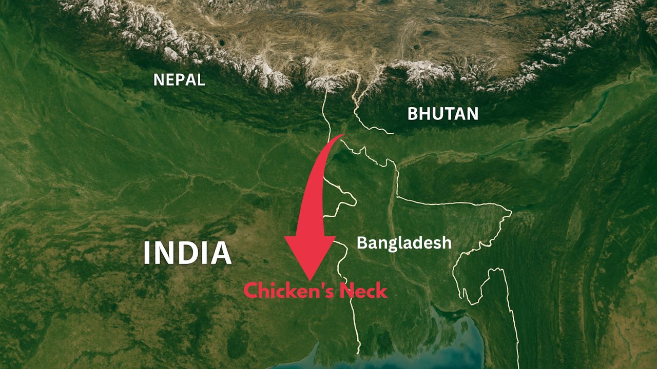 chicken's neck