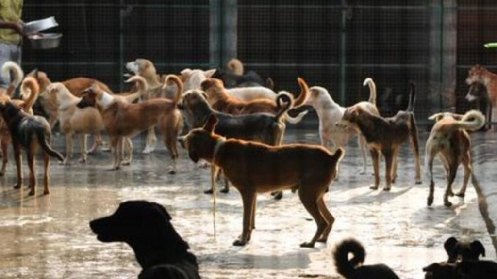 First Dog Sanctuary
