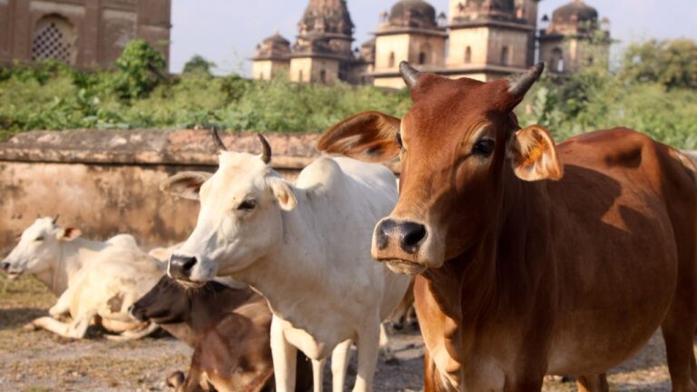 Uttar Pradesh